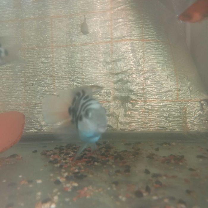 Попугай цихлиды по одной штуке