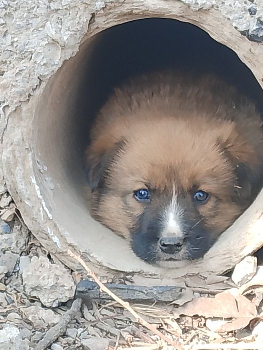 Күшіктер, щеноки