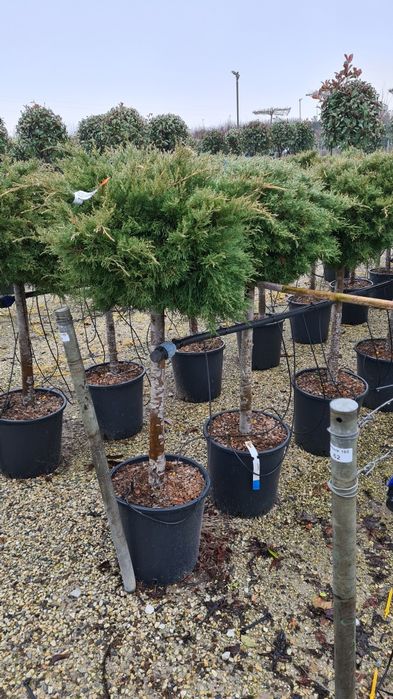 Vindem magnolia grandiflora enupar pe tulpina
