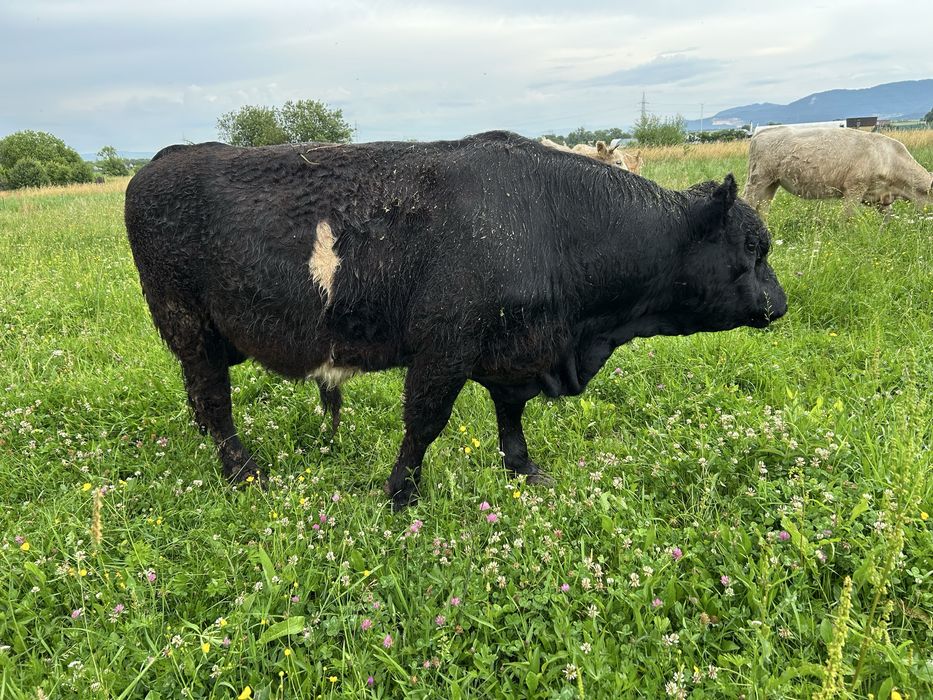 Vitel balted galloway