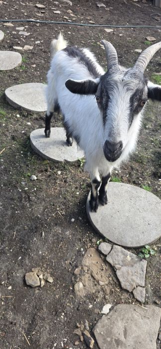 Коза /за продан.