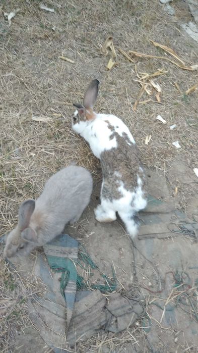 Зайци кръстоска с великан