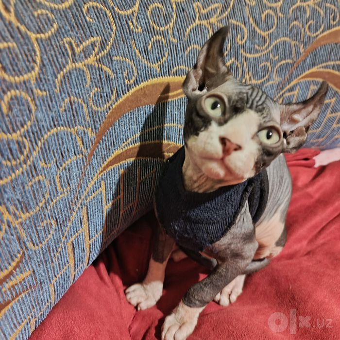 Продается котенёк девочка 2 месяца.Сфинкс-эльф