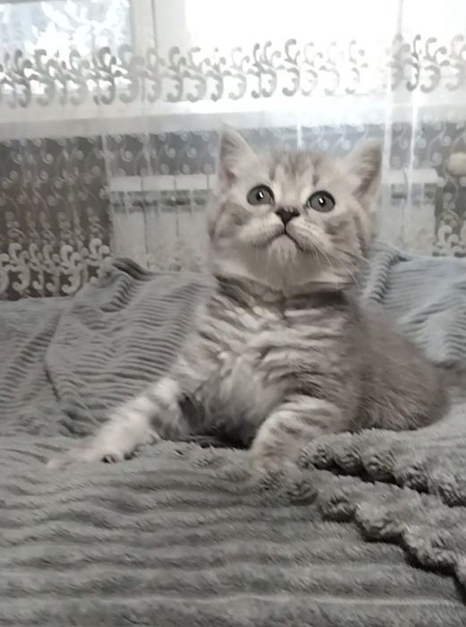 Девочка. Скоттиш страйт.