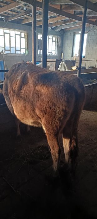 сиырлар сатылады