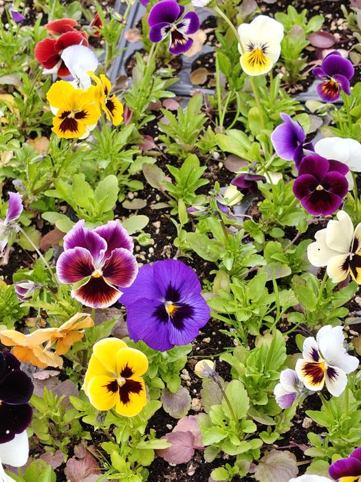 Продавам различни видове цветя