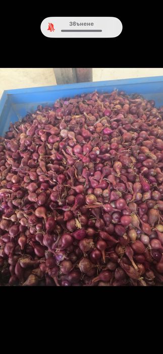 Червен арпаджик  сорт Кармен