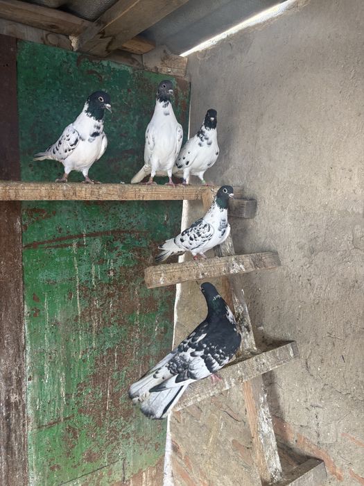 Голуби. Широкохвостые. Бакинские