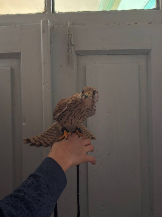 Pustelka lochin turi