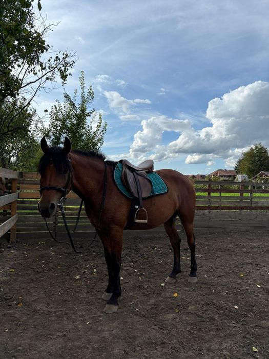 Vânzare iapă de 4 ani, dresată