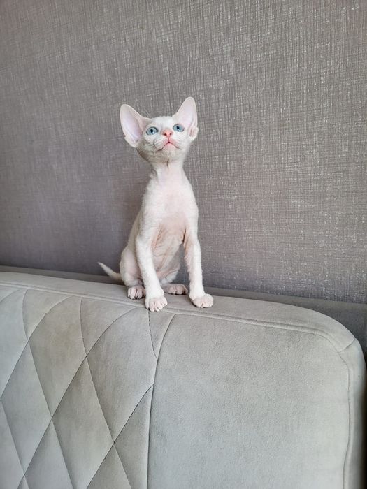 Элитные Котята Донские Сфинксы.