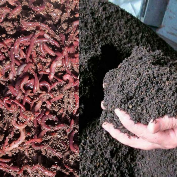 Kaliforniya chuvalchangi va biogomusi sotiladi