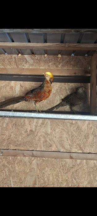 Fazani aurii pe rosu pereche