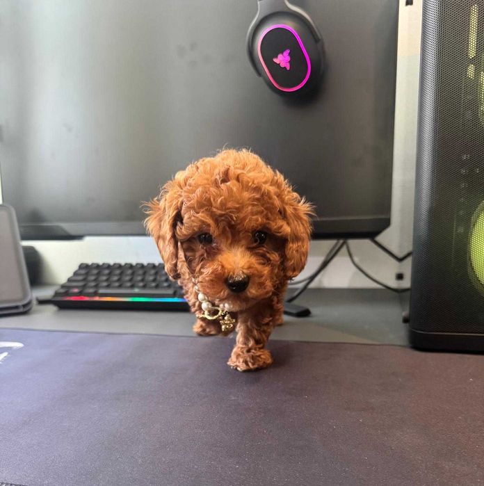 Fetita Poodle, Pudel, Canis, Barboni, Caniche Toy red 2 luni, ideala pentru familie