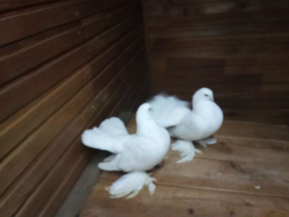 Голуби на продажу