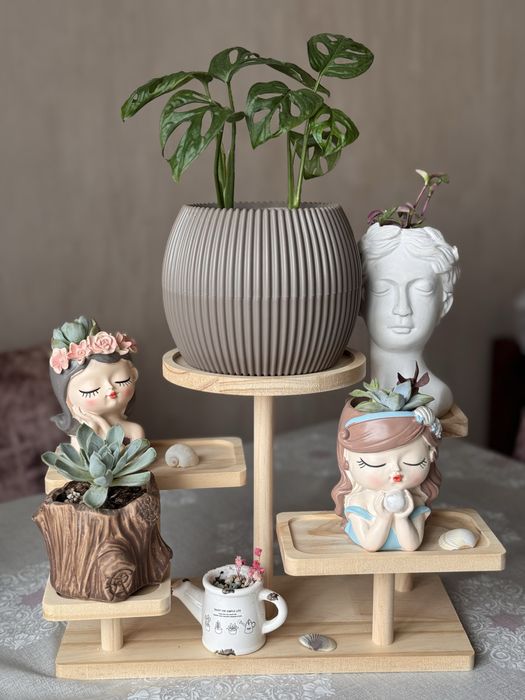 Комнатные растения цветы