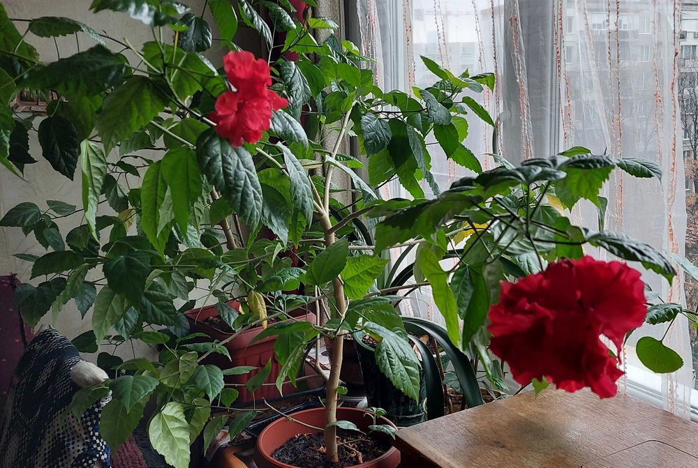 Китайска роза - 2бр.,кливия