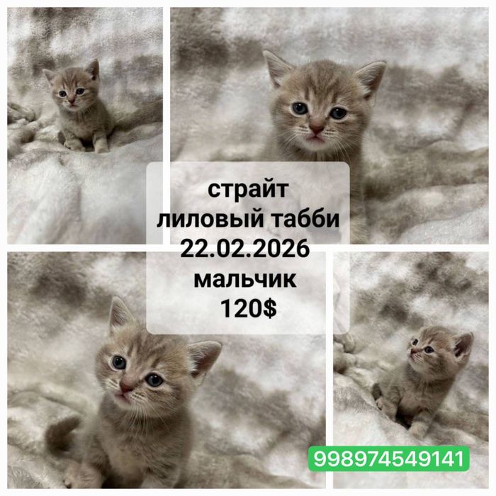 Продаются вислоухие котята скотиш фолд и страйт