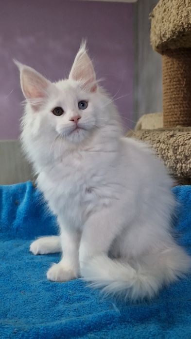 Мейн-куны котята.