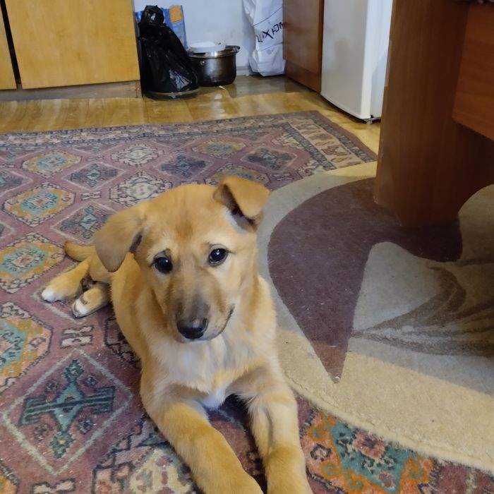 Отдам в добрые руки