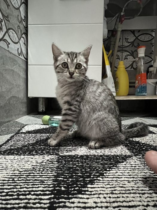 Котенок бесплатно