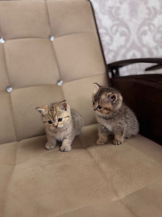 Продается золотая шиншила