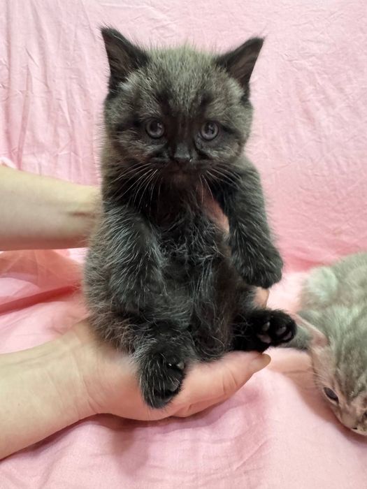 Котята просто очаровательные