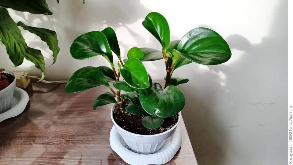 Пеперомия туполистная