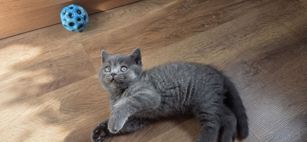 шотландский котенок