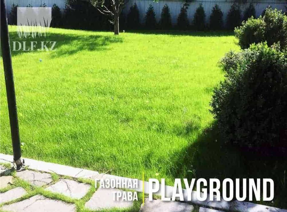 Газонная трава Караганда семена