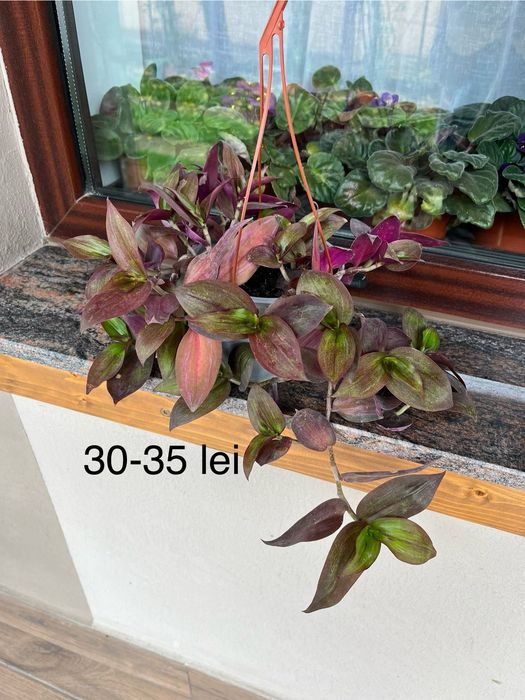 Glicina, trandafiri, leandru, palmier, eden rose