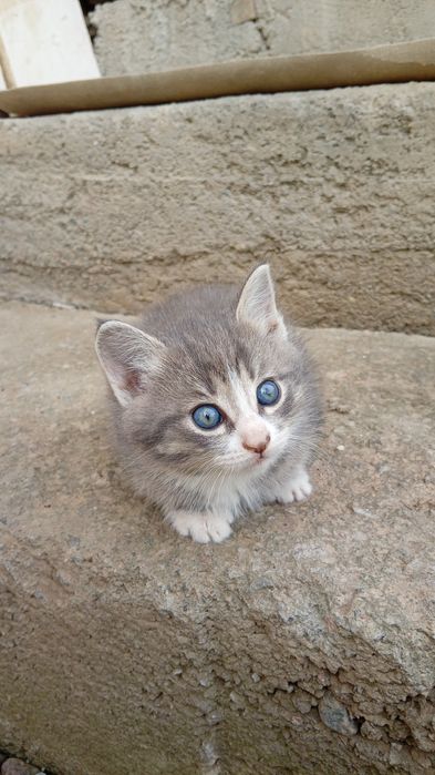 Отдам котят в хорошие руки.