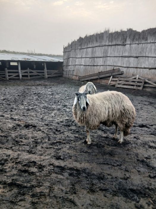 Vând berbecii karakul.