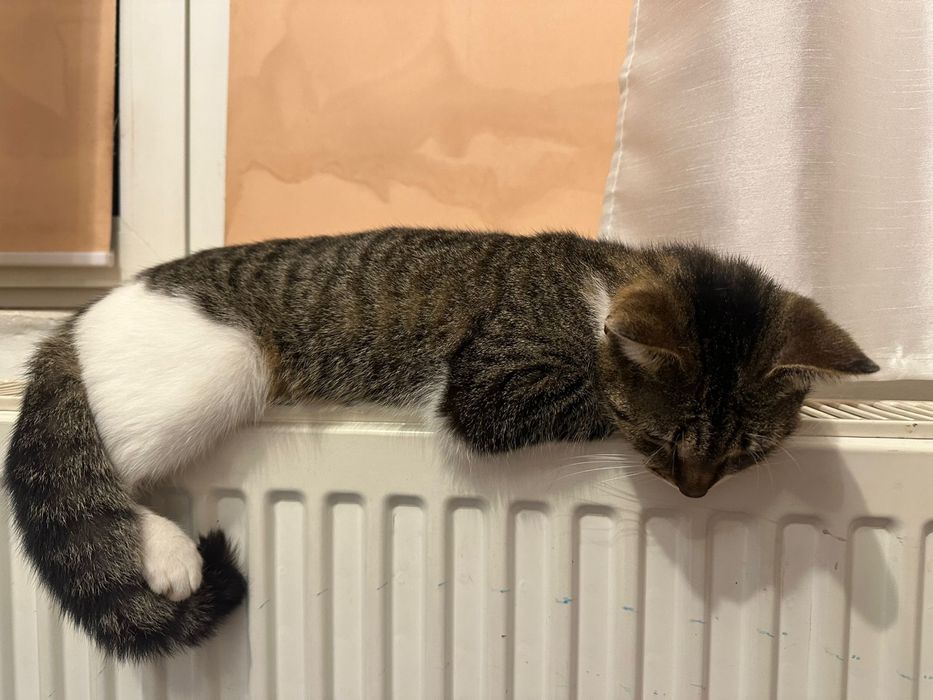 Donez pisicuta felis