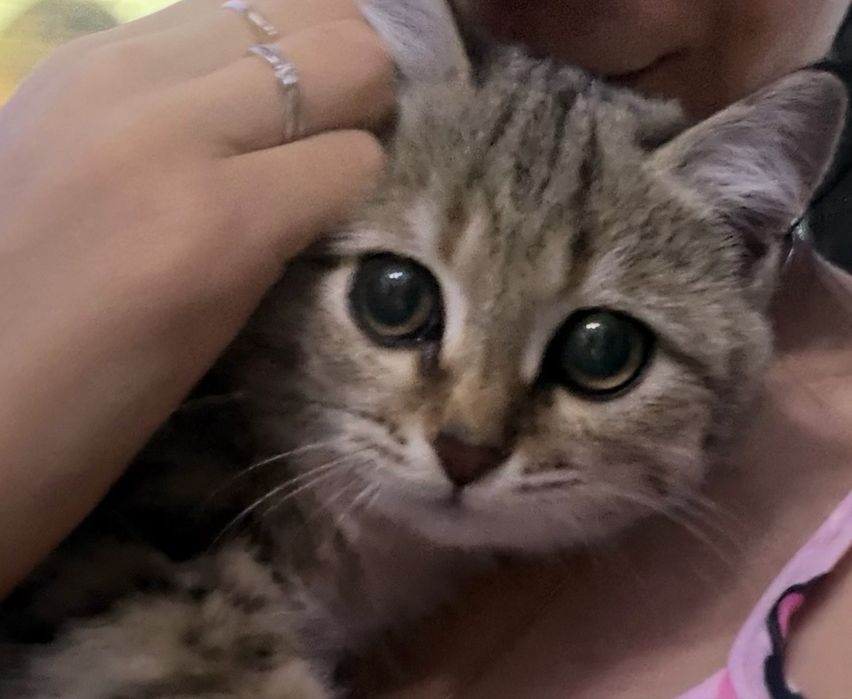 Котенок породистый