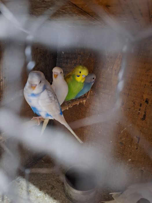 Vand papagali perusi