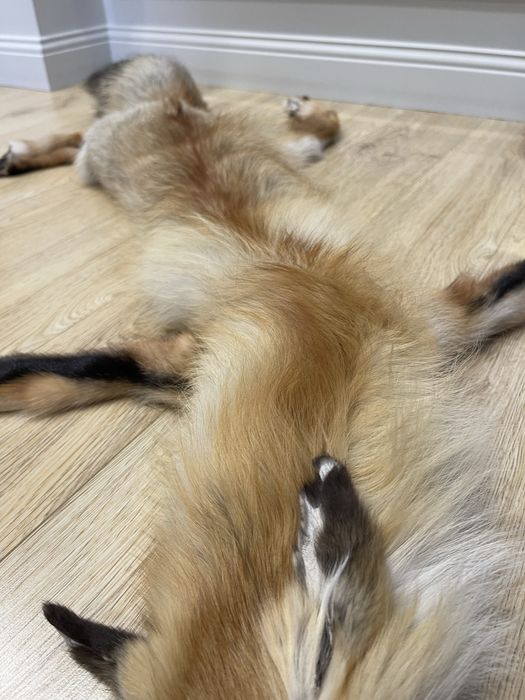 Воротник лисы