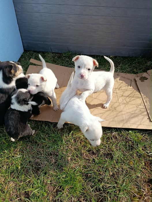 Малки кученца търсят дом