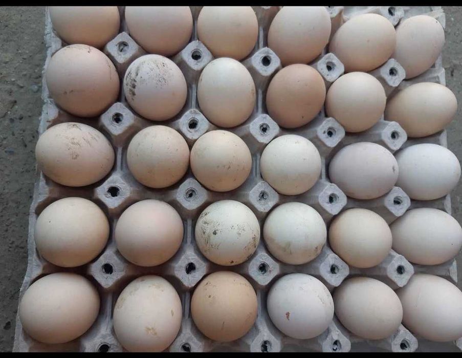 Ouă proaspete de la gainiile din propria gospodarie ,crescute natural!