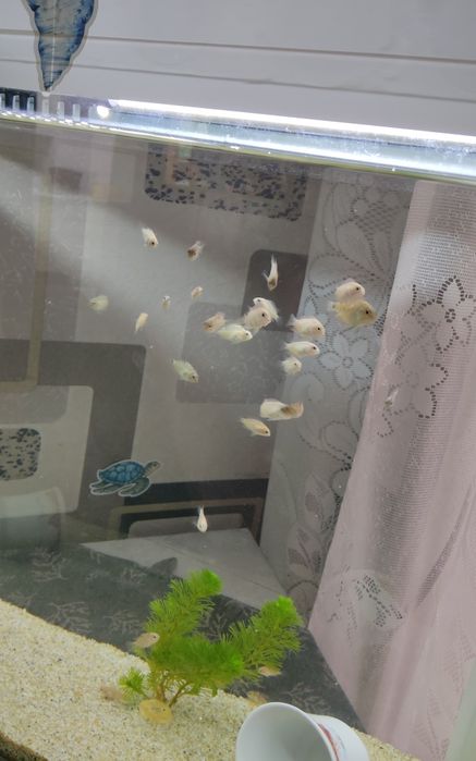 Цихлазомы цихлиды