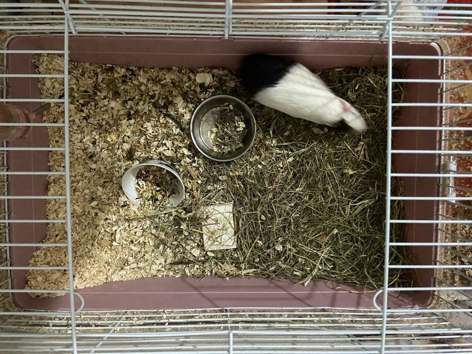 Морская свинка мальчик