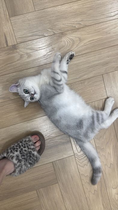 Ищу котенка, отдали без моего ведома