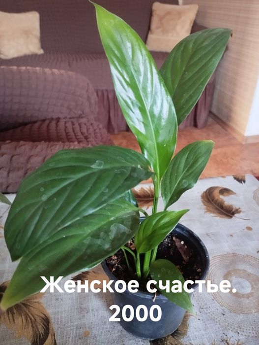 Продам комнатные растения