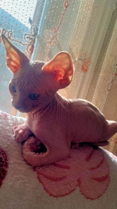 Канадский сфинкс  котята