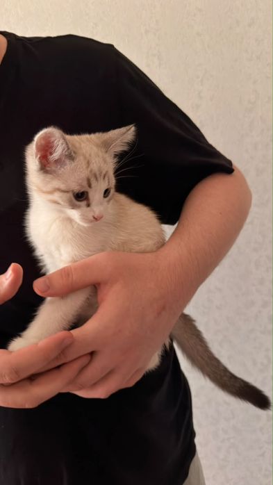 Отдадим котят 2 месяца