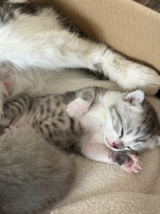 Срочно! Ласковые котята ищут свою семью
