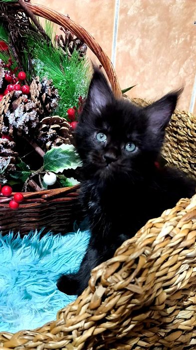 Шикарные представители Породы МЕЙН Кун