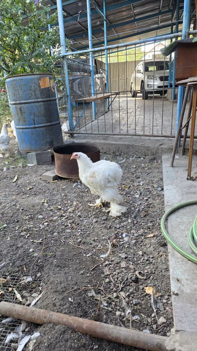 Продам куры кохинхин