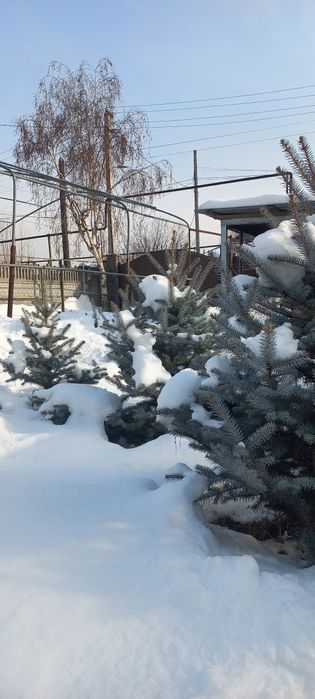 Голубая Ель, Блю Даймонд