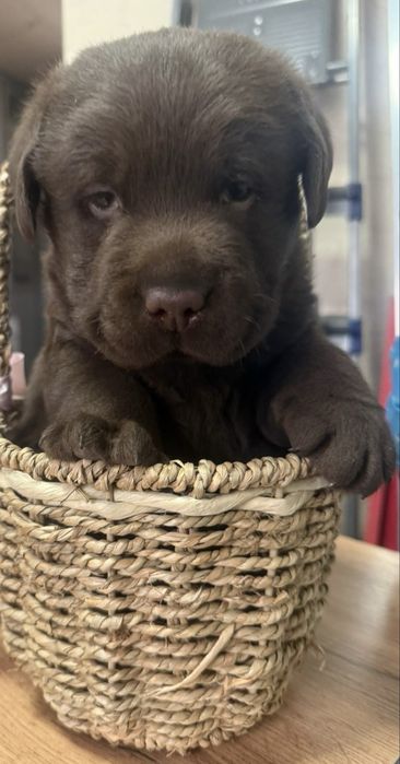 Продам щенка лабрадора